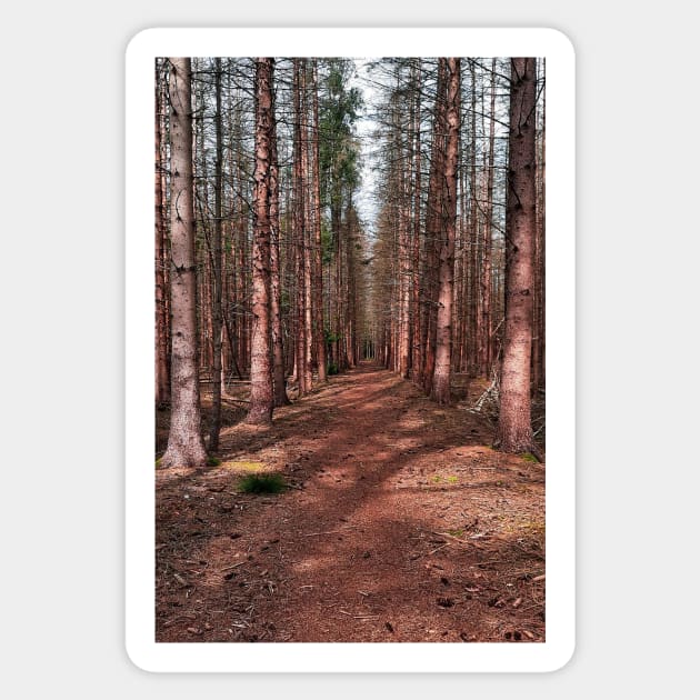 Pinetree Forest Sticker by HeavenlyTrashy